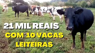 Ganhe R$ 21.000 Reais por Mês com 10 Vacas Leiteiras/Pequeno Produtor