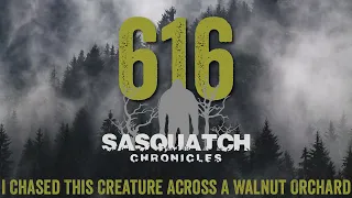 SC EP:616 I Chased This Creature Across A Walnut Orchard