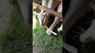 Идеальная кормушка для коз