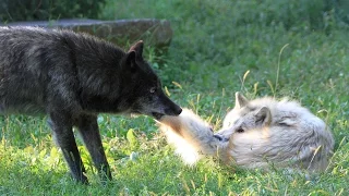Wolf Brothers Play