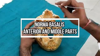 Norma Basalis - Anterior and Middle part