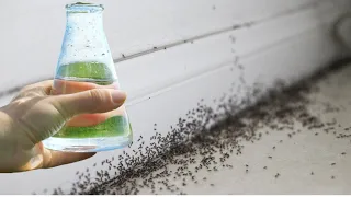 Just 1 drop and the ants disappear immediately! The most effective natural insecticide