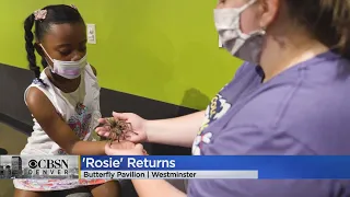 Butterfly Pavilion Is Brining Back 'Rosie' The Tarantula For Guests To Hold