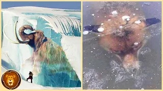 Die 8 seltsamsten Kreaturen, die je im Eis eingefroren wurden!