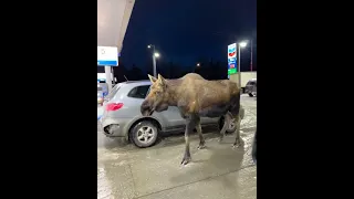 Moose Casually Passing Next to Cars at the Gas Station