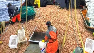 Amazing Commercial Shrimp Fishing By Net Trawl - Catch Hundreds Tons Shrimp With Modern Big Boat #02