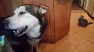 Маламут зовёт гулять. Часть вторая / Malamute begging for a walk