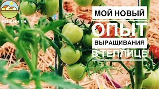 ТАКОГО УРОЖАЯ 🥒🍅 В ТЕПЛИЦЕ Я НЕ ОЖИДАЛА💯