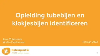 Opleiding tubebijen en klokjesbijen identificeren.