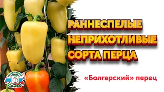 НЕПРИХОТЛИВЫЕ СОРТА БОЛГАРСКОГО ПЕРЦА - Скороспелые сорта сладкого перца с высокой урожайностью