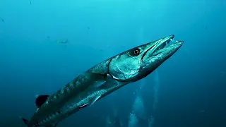 Majestic Barracudas Of Koh Tao: Great, Chevron, And Yellow Tail Revealed | BlackTurtleDive.com