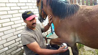 ЛОШАДИ/РАСЧИСТКА КОПЫТ ЖЕРЕБЧИКУ САЛЮТУ/horses/hoof trimming