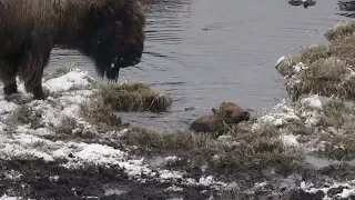 Baby Bison Falls Into Pond