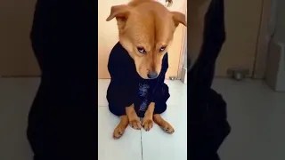 Funny Dog 🤪 🥰 😱🥰  #shorts #short #pets #dogs #cats #funnypets