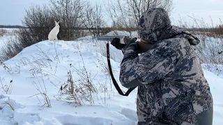 Наш день!!! Прибежал в коптильню Сам!!! Охота на зайца по следу.