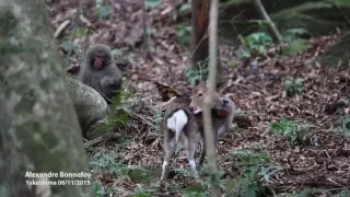 Unlikely couple: Liaison between a Sika deer and a Japanese snow monkey