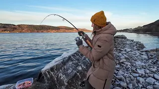 КЛЮНУЛ ОН… Палтус на донку! ЖЕНА не может вытащить! Ловля на донку в Норвегии