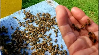 Bees Killing Queen Then Feeding Same Queen