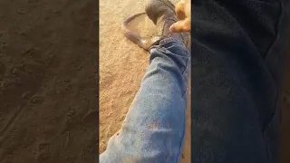 Snake Pulled out of Man's Pants || ViralHog