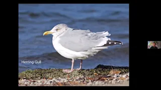 Introduction to Gull Identification by Justin Peter (Birds on the Niagara 2021)