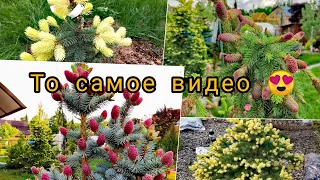 Весенняя божественная красота редких хвойных! То самое долгожданное видео🔥😍 часть 1🌲🌞💕27 мая 2023