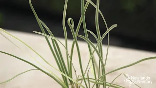 Happy Garlic Day! - Newlands Nursery