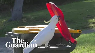 Sulphur-crested cockatoos in Australia are learning how to open garbage bins in Sydney