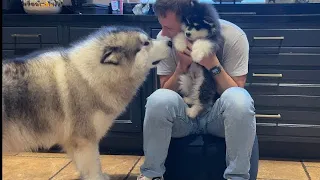 Giant Husky Meets New Puppy For The First Time! (Cutest Ever!!)
