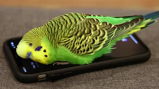 Parakeet activates Siri on iPhone - prolific talking parakeet!