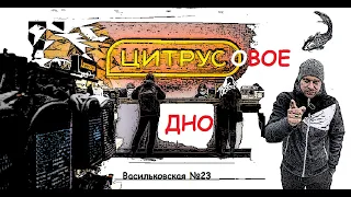 Цитрус (Льва Толстого)- Законы нам не писаны. Сколько стоит замять вопрос!!!