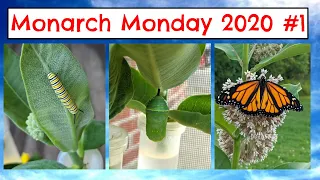 RAISING MONARCH BUTTERFLIES | August 2020 | Egg Caterpillar Chrysalis