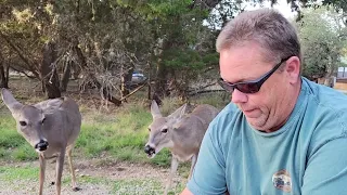 Feeding Deer in Texas