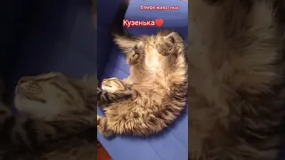 Мой любимый котёнок Кузя