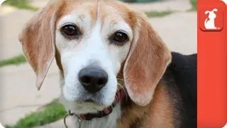 Inseparable Beagles Survive Years of Animal Testing - Tails of Survival