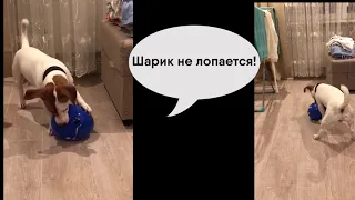 Собака не может лопнуть шарик с гелием!