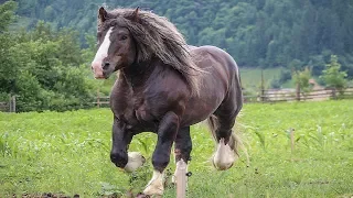 Cai grei 2019 cai frumosi, armăsar pentru montă din Bucovina