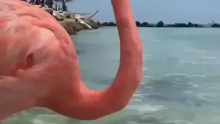 Пляж Фламинго, Аруба