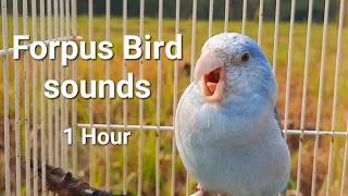 bird sound 1 hour My bird forpus parrot singing morning bird song #parrotsound #forpus #birdsounds
