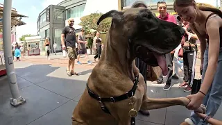 Cash 2.0 Great Dane at The Grove and Farmers Market in Los Angeles 66