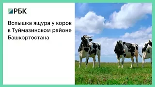 Вспышка ящура у коров в Туймазинском районе Башкортостана