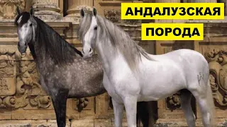 Андалузская лошадь разведение и особенности породы | Коневодство | Андалузская порода лошадей