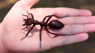 GIGANTIC ANT!