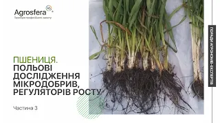 Озима пшениця. Польові дослідження мікродобрив, регуляторів росту, Агросфера | Частина 3