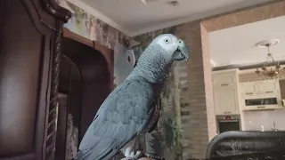 ✅КАК МЫ УЧИМ НАШЕГО ПОПУГАЯ ГОВОРИТЬ И ВЕСТИ ДИАЛОГ 🐦ЖАКО ПЕТРУНЯ 🔥 PARROT ZHAKO PETRUNYA (СУБТИТРЫ)