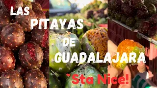 ´Sta Nice! Las Mejores Pitayas en Guadalajara  Ch  15 Season 2024  4K 500 Views