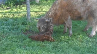 highland calf's first steps