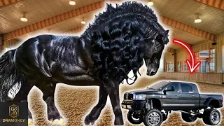 TOP 10 CAVALOS MAIS CAROS DO MUNDO