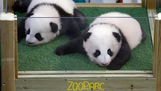 Names of panda cubs at French zoo revealed by Mbappe and Zhang Jiaqi