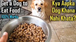 My Dog is Not Eating Food | Do This to Solve Fussy/Picky Eating Problem | Guaranteed