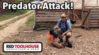 A predator ATTACKS my chickens in BROAD daylight